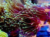Dragon Soul Torch Coral