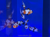 Asst'd Designer Clownfish -Pot Luck- Great Variety!