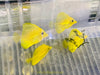 Yellow Tang (AquaCultured)