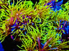 Super Metallic Star Polyps