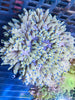 Blue Tip Sebae or Malu Anemone