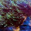 Dragon Soul Torch Coral