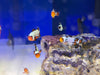 Asst'd Designer Clownfish -Pot Luck- Great Variety!
