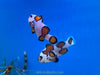 Orange Storm Clown Fish
