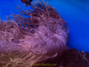 Peppermint Long Tentacle Anemone