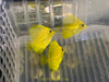 Yellow Tang (AquaCultured)