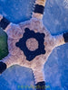 Banded Serpent Starfish
