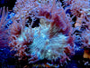 MD Australian Elegance Coral