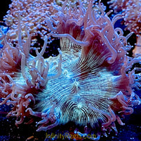 MD Australian Elegance Coral