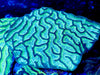 Oulaphyllia 3-6” Grooved Brain