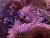 Peppermint Long Tentacle Anemone