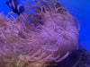 Peppermint Long Tentacle Anemone