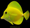 Yellow Tang (AquaCultured)