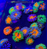 Rock Flower Anemones - Ultra Colors