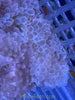 Bubble Tip Anemone (basic)