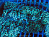 Super SALE Green Bubble Tip Anemone (2-Pack)