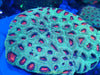 Australian Favia Colony - Ass'td