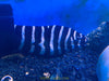 Zebra Moray Eel - Reef Safe