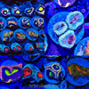Infinity Reefs Favia 5-Pack