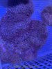 Bubble Tip Anemone (basic)