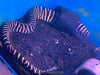 Zebra Moray Eel - Reef Safe