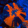 Super Warpaint Scolymia