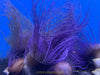 Mixed Color Tube Anemones (Md/Lg)