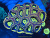Australian Favia Colony - Ass'td