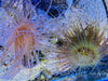 Mixed Color Tube Anemones (Md/Lg)