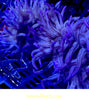 Purple Peppermint L/T Anemone