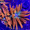 Super Rainbow Rose Bubble Tip Anemone