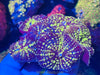Uranium Yellow Bubble Rhodactis Mushroom