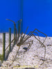 Arrow Crab