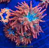 Super Rainbow Rose Bubble Tip Anemone