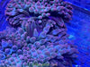 Pink Tip Bubble Tip Anemone 2-3”
