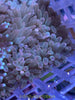 Bubble Tip Anemone (basic)