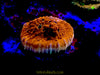 Fancy Assorted Ultra Chalice Coral