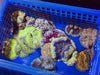 Ultra grade Mini Maxi Carpet Anemone 1-3”