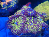 Uranium Yellow Bubble Rhodactis Mushroom