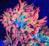 Super Rainbow Rose Bubble Tip Anemone