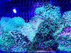 Super SALE Green Bubble Tip Anemone (2-Pack)