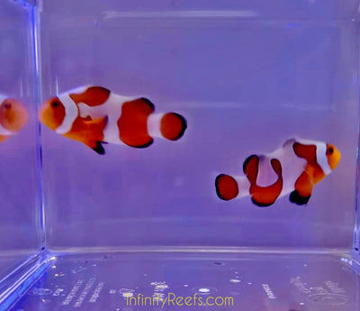 DaVinci Clownfish (Pair) Young 1.5