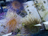 Mixed Color Tube Anemones (Md/Lg)