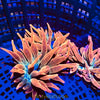 Super Rainbow Rose Bubble Tip Anemone