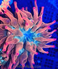 Super Rainbow Rose Bubble Tip Anemone