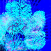 Super SALE Green Bubble Tip Anemone (2-Pack)