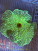 Haddoni Carpet Anemone SM 2-3”