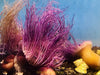 Mixed Color Tube Anemones (Md/Lg)