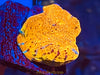 Fancy Assorted Ultra Chalice Coral