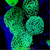 Metallic Ultra Green Australian Hammer Coral